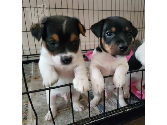 PoulaTo: Εκπληκτικά κουτάβια Jack Russell